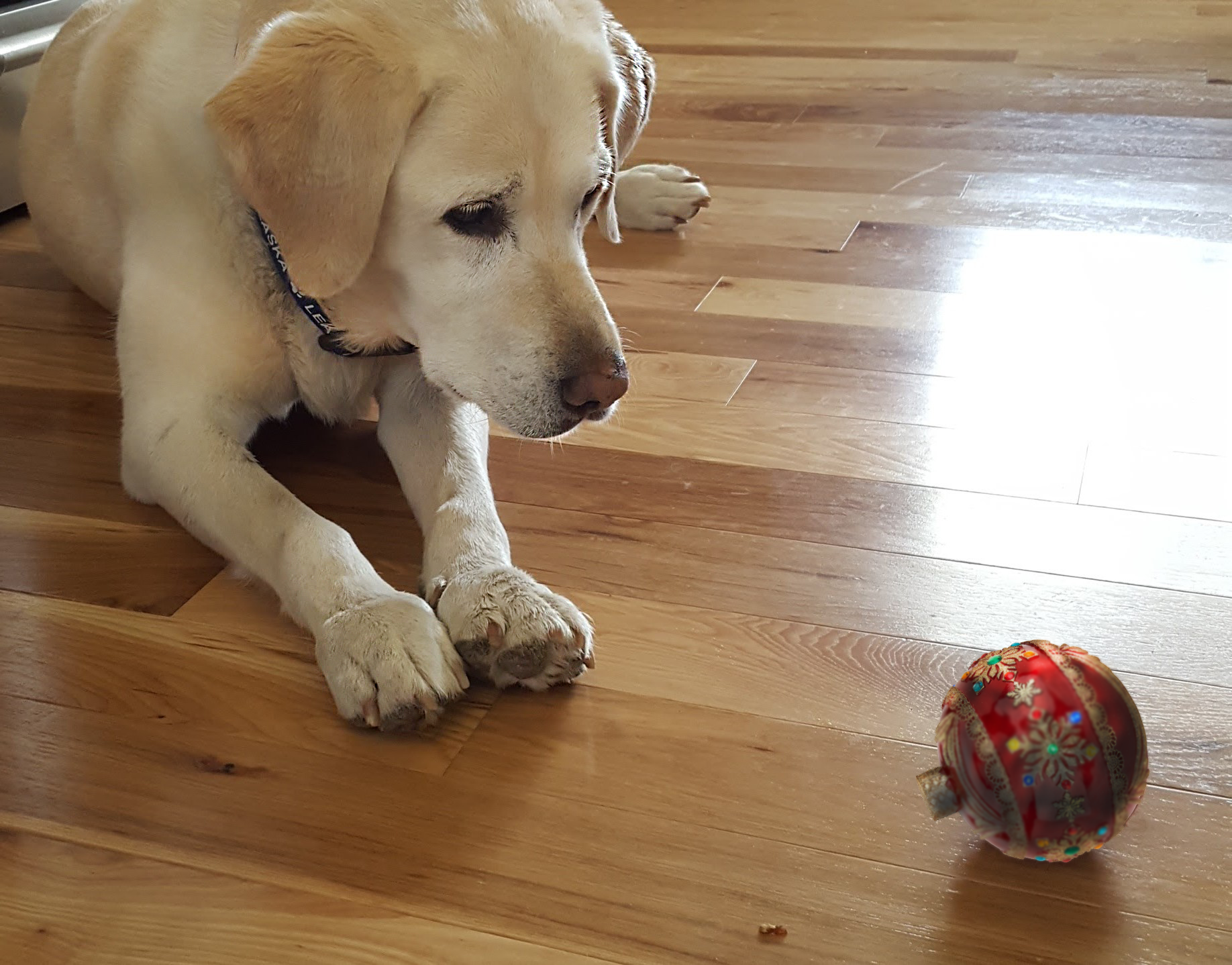 Emma dog and ornament